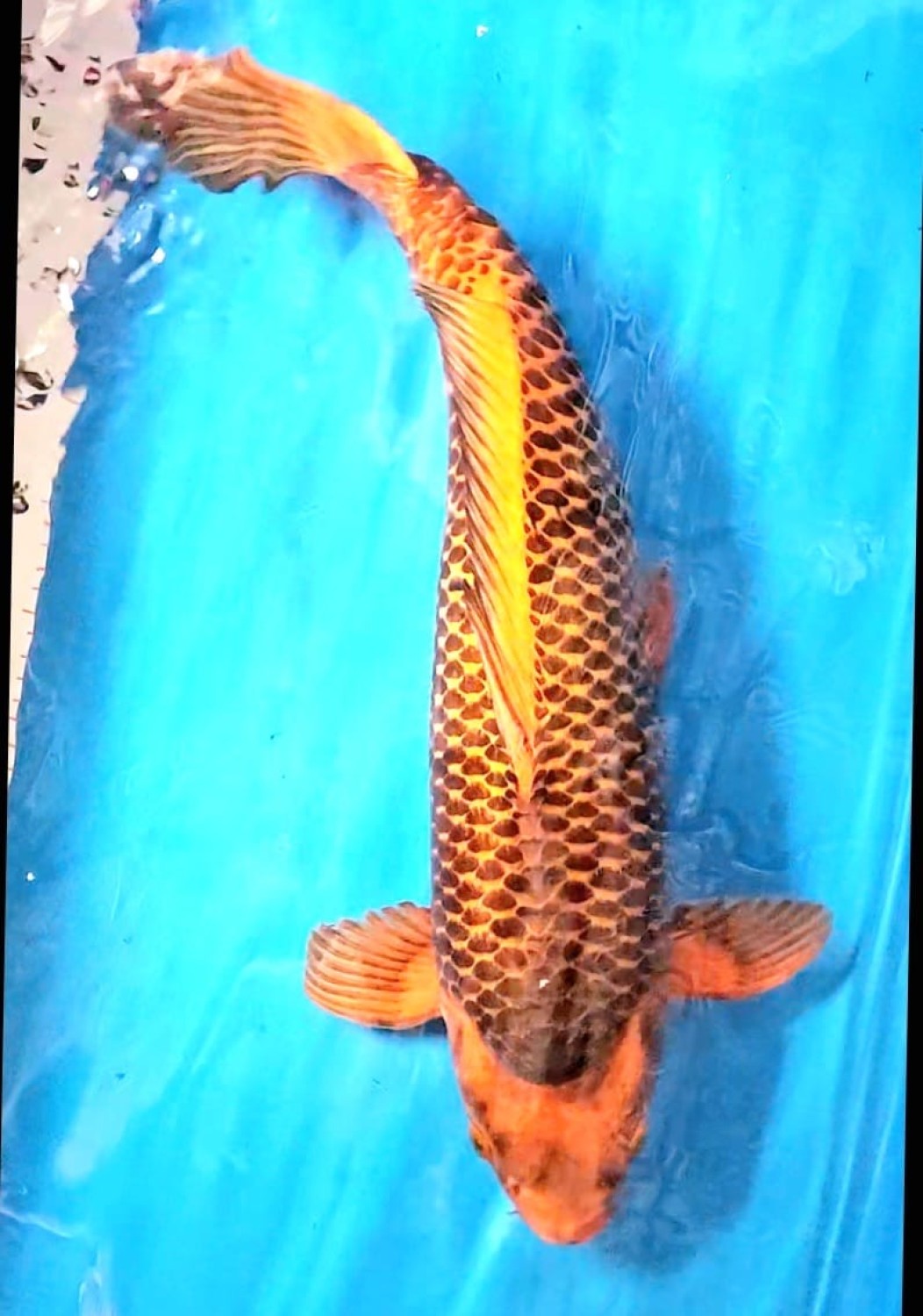 Juara 3