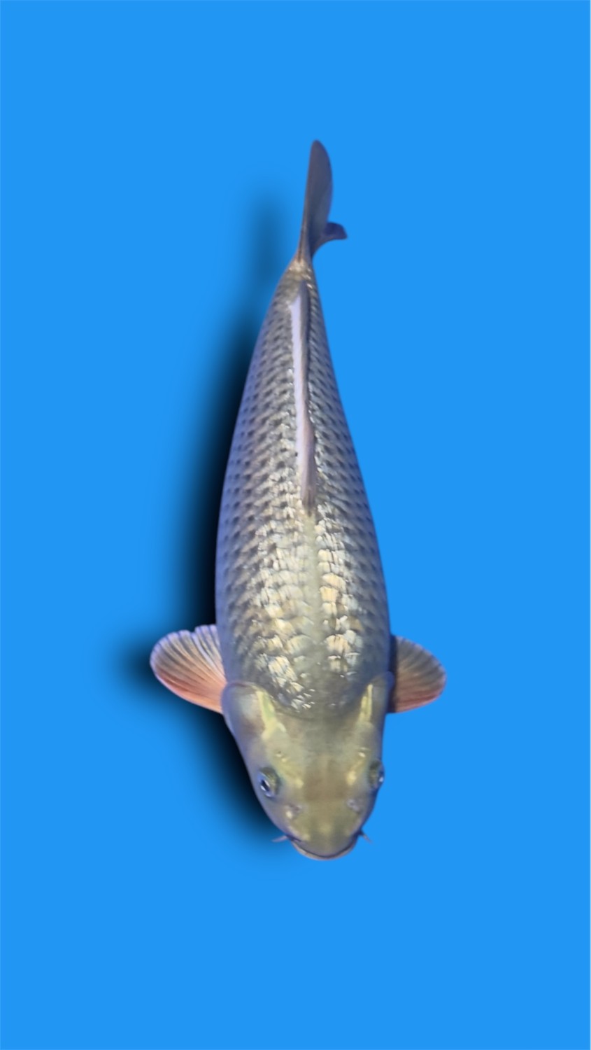 Juara 4