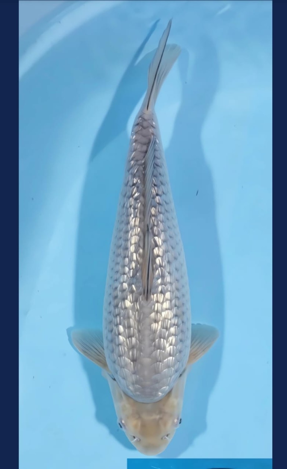 Juara 1