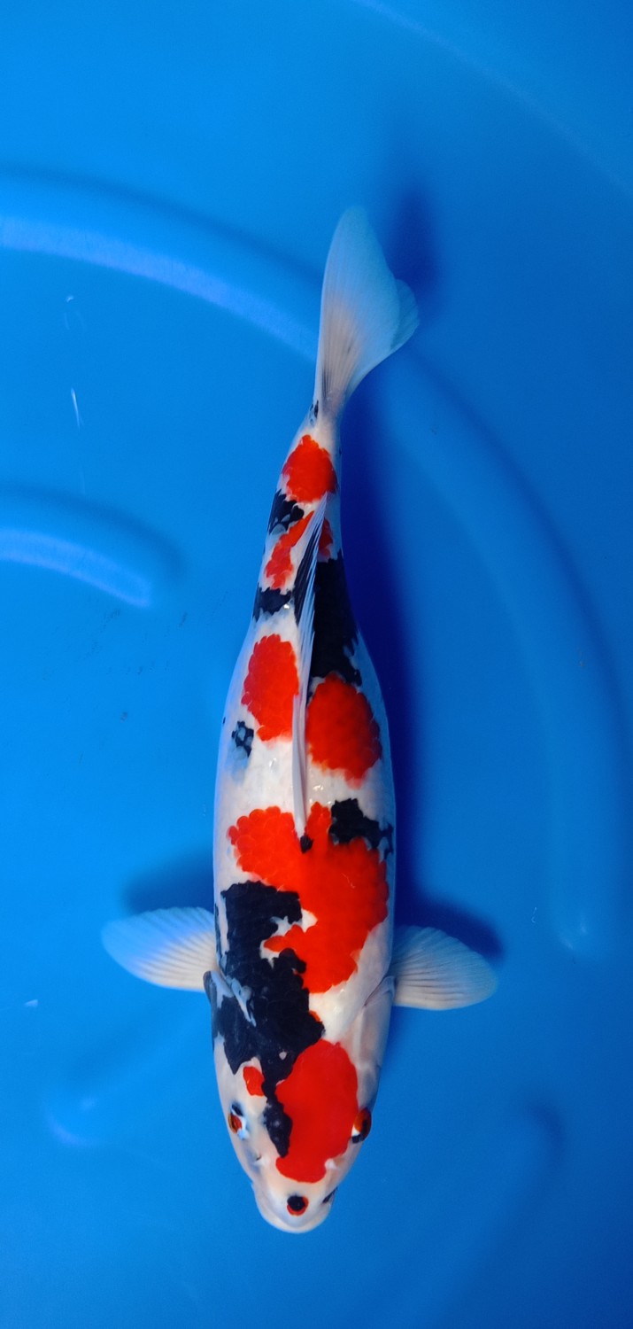 Juara 4