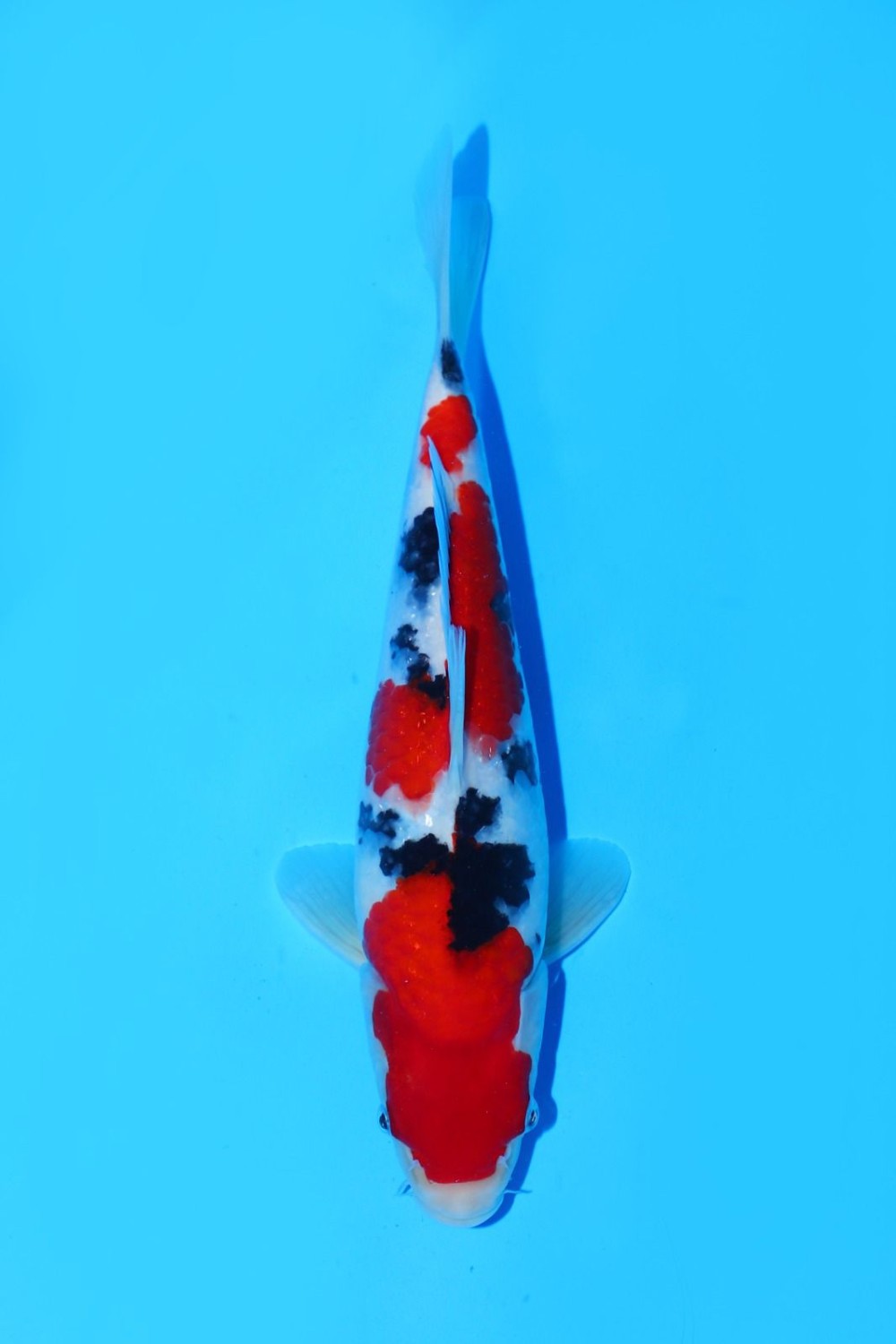 Juara 3