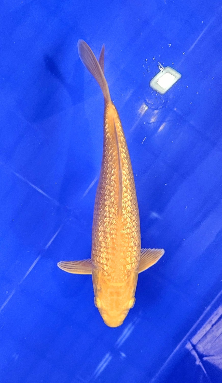 E. Kamboja Prize 21 - 25 cm