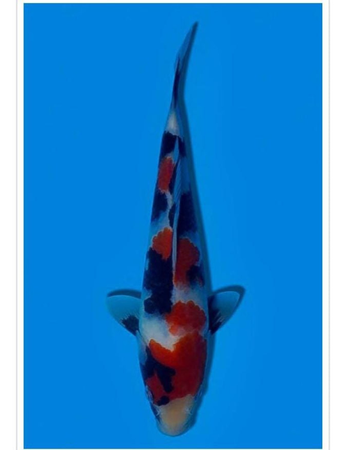 Juara 2