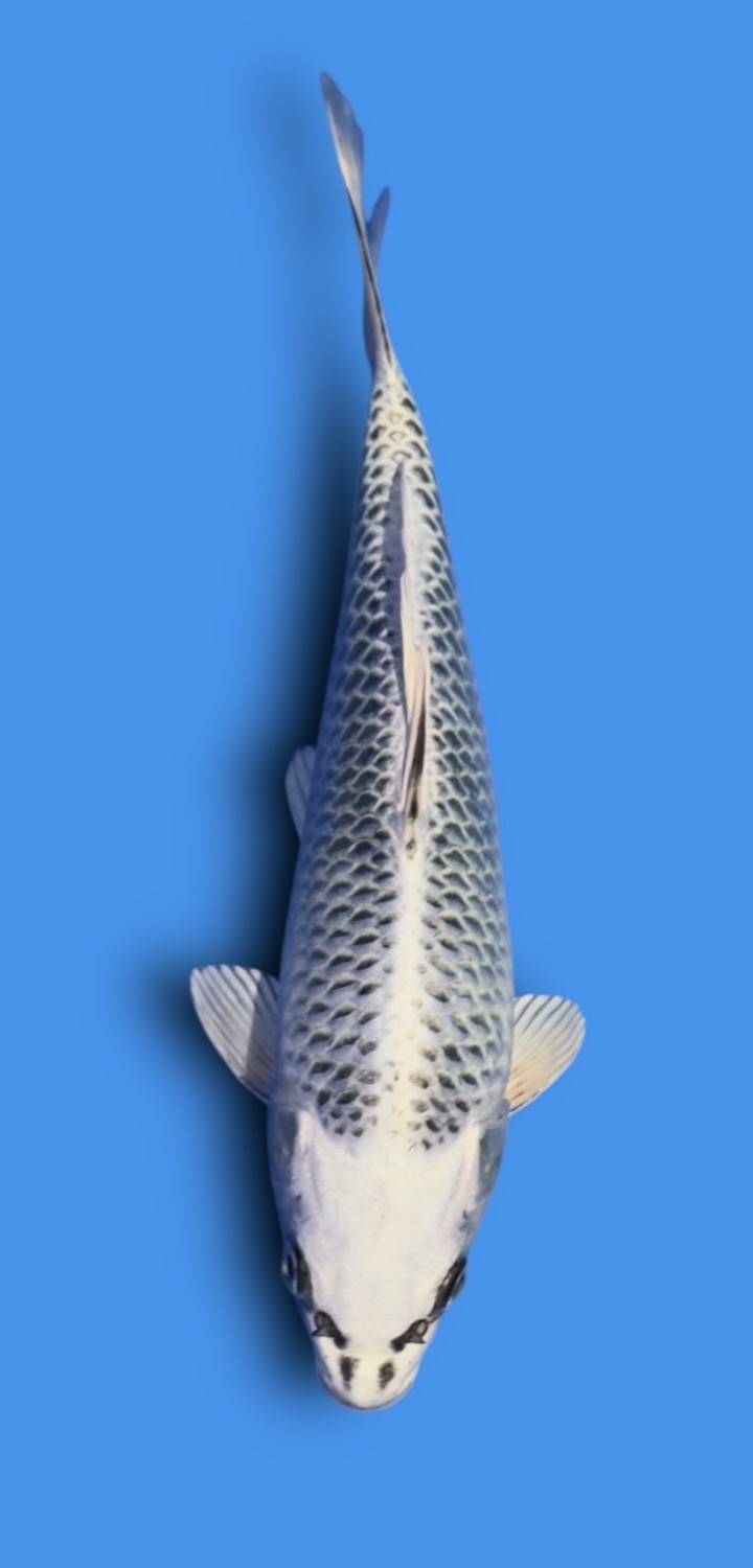 Juara 1