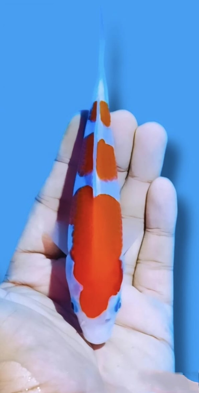 Juara 2