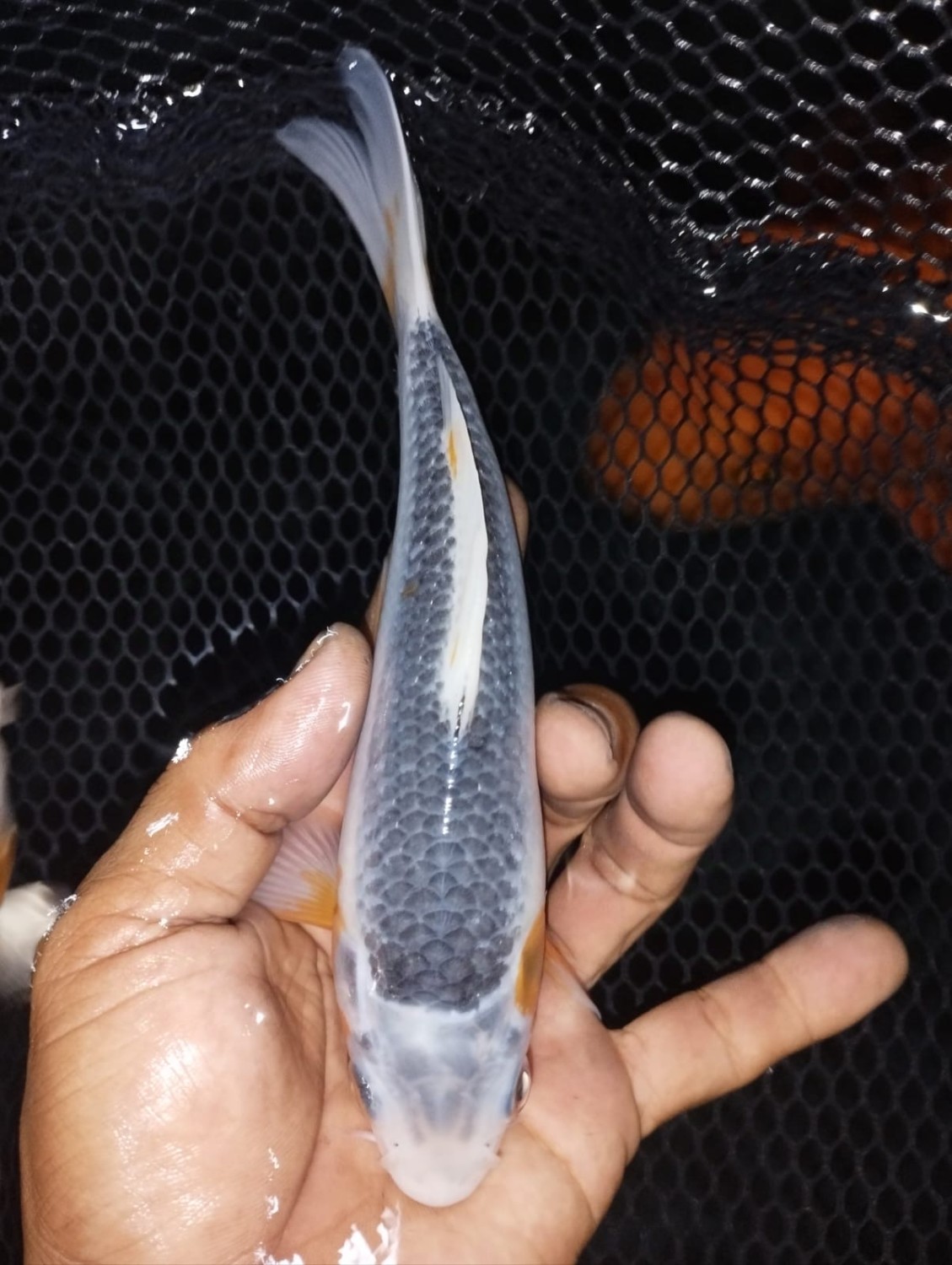 Juara 1