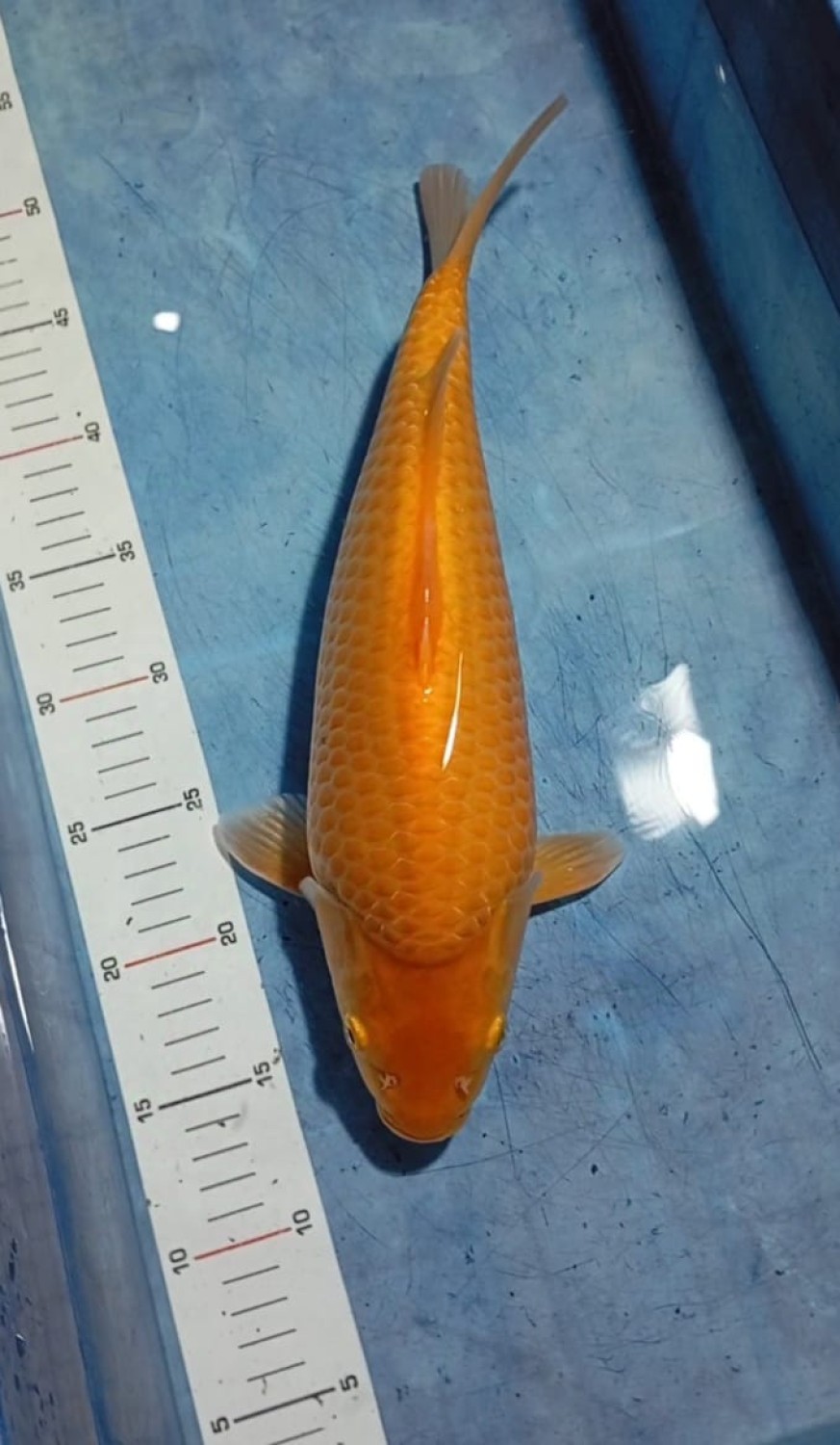 Juara 2