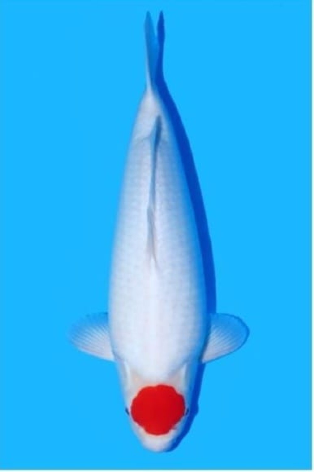 Juara 3