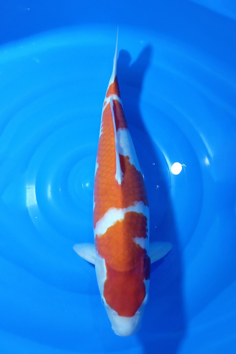Juara 3