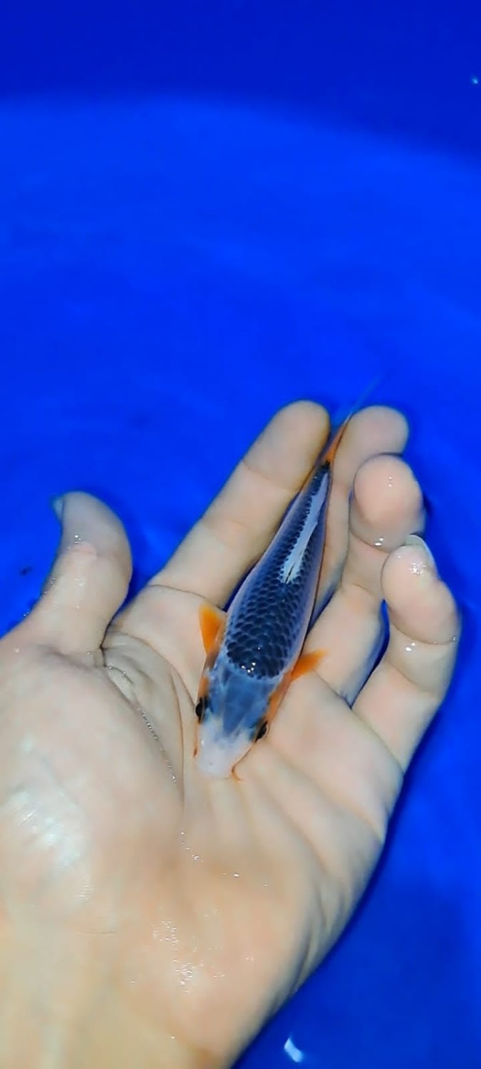Juara 2