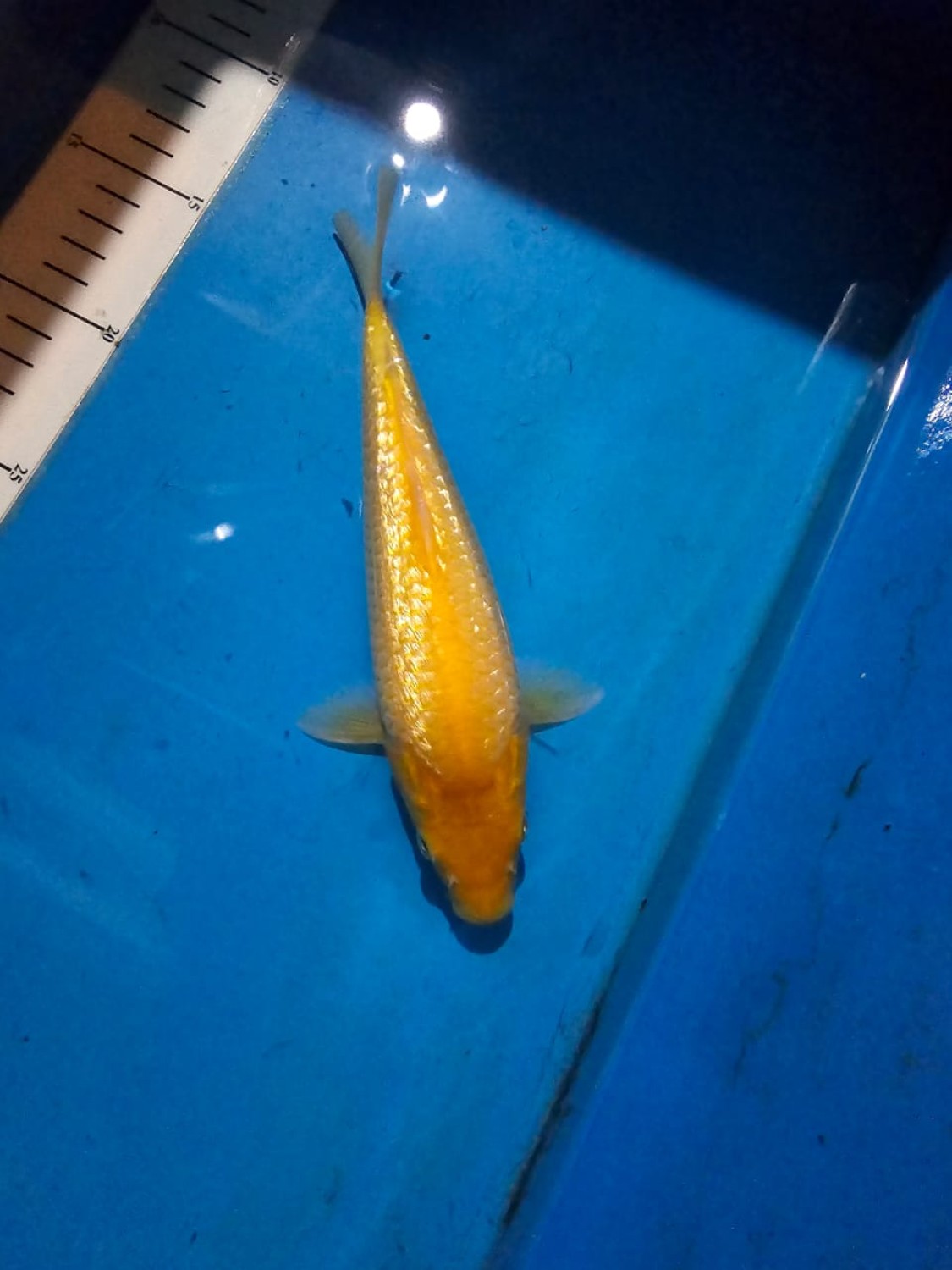 Juara 2