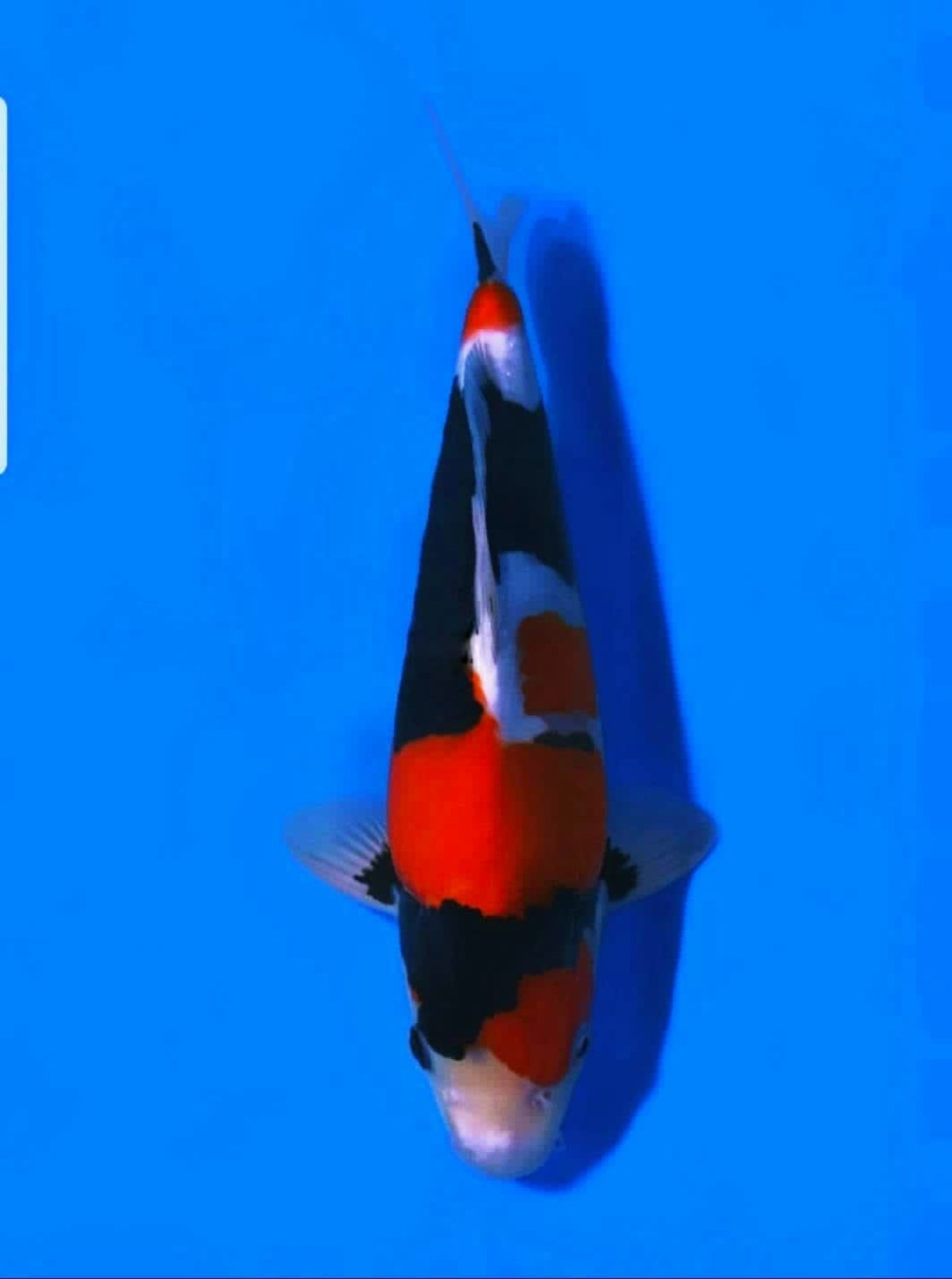 Juara 1