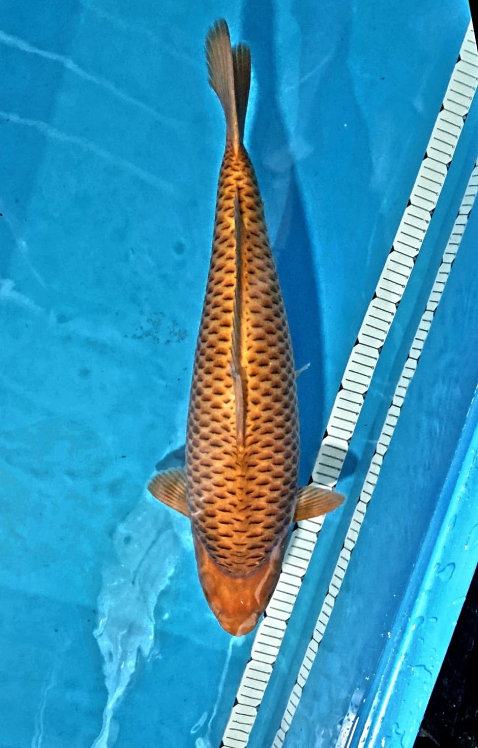Juara 1