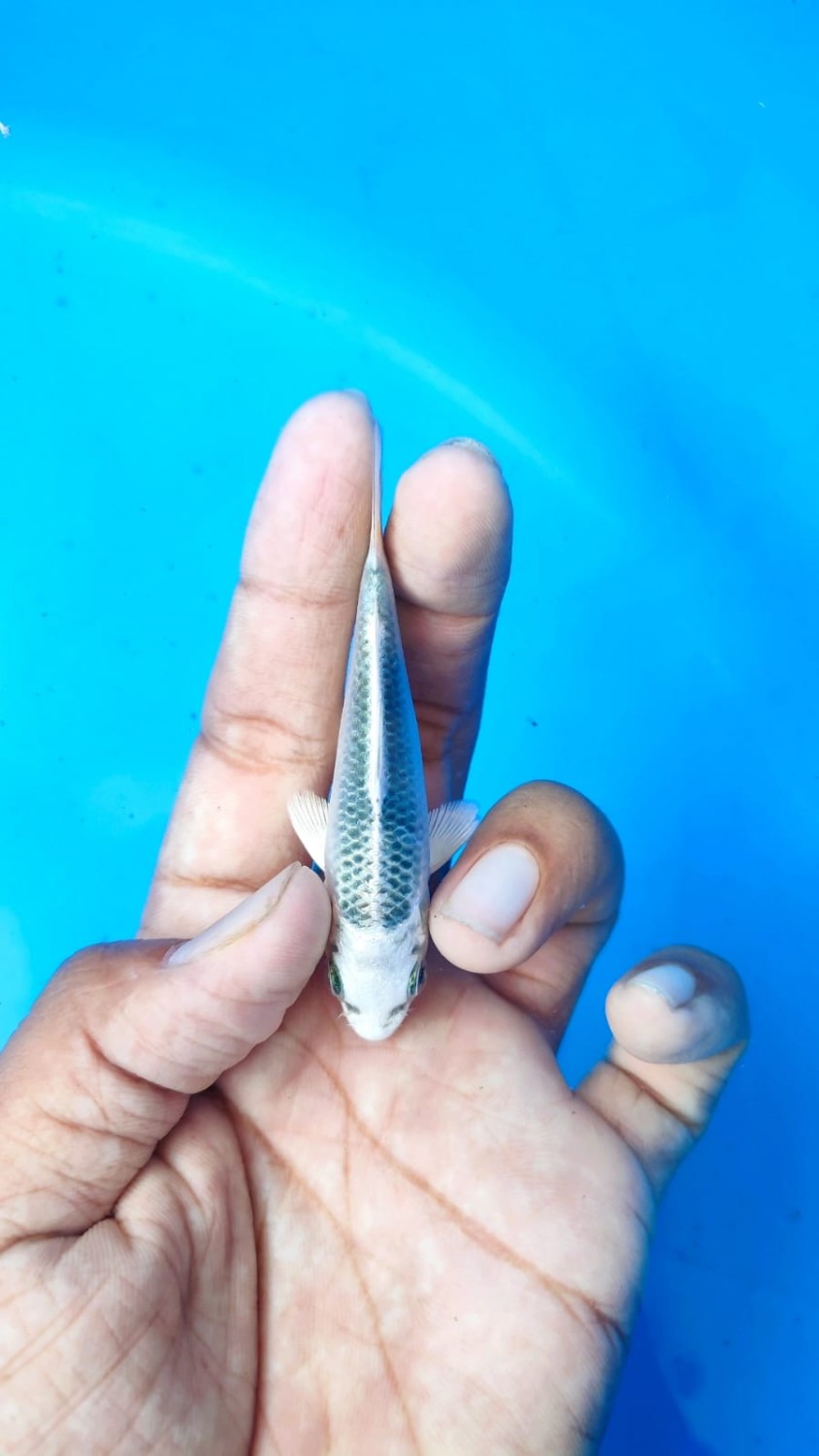 Juara 1