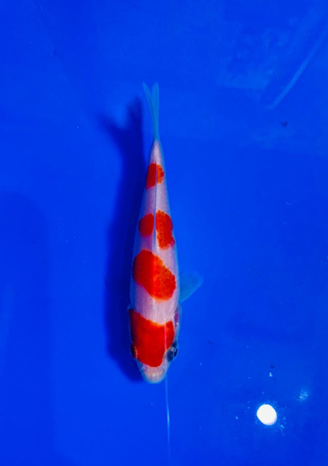 Juara 1