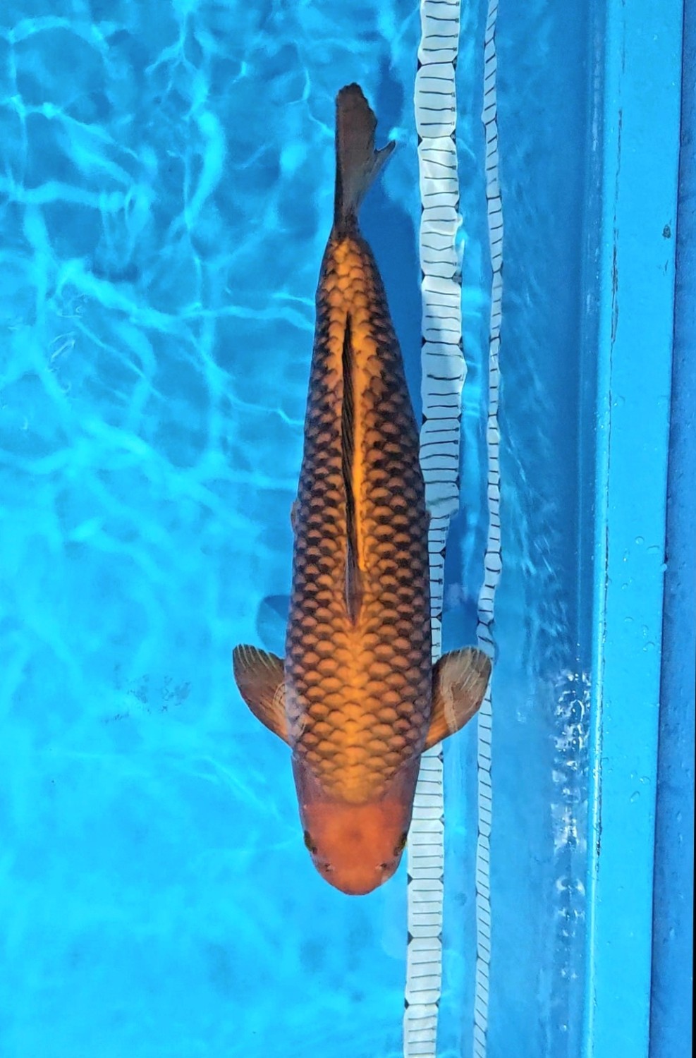 E. Kamboja Young Champion