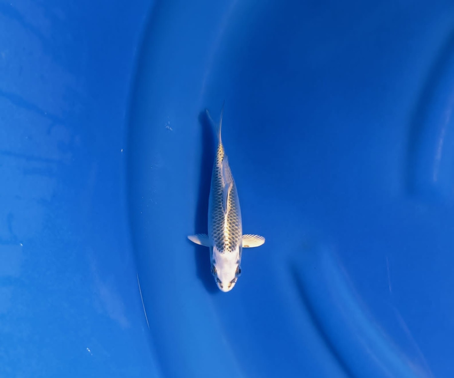 E. Kamboja Mini Champion