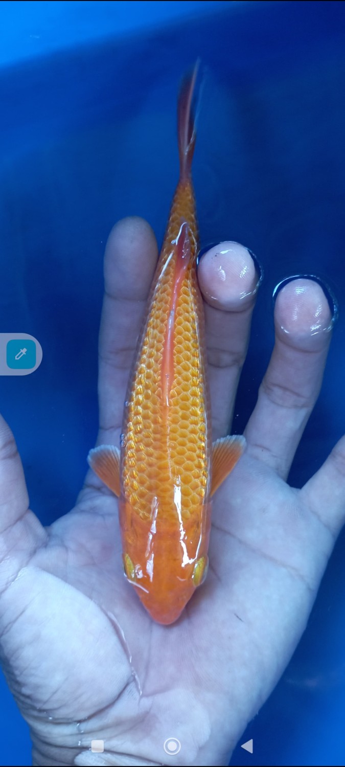 E. Kamboja Prize 13 - 15 cm