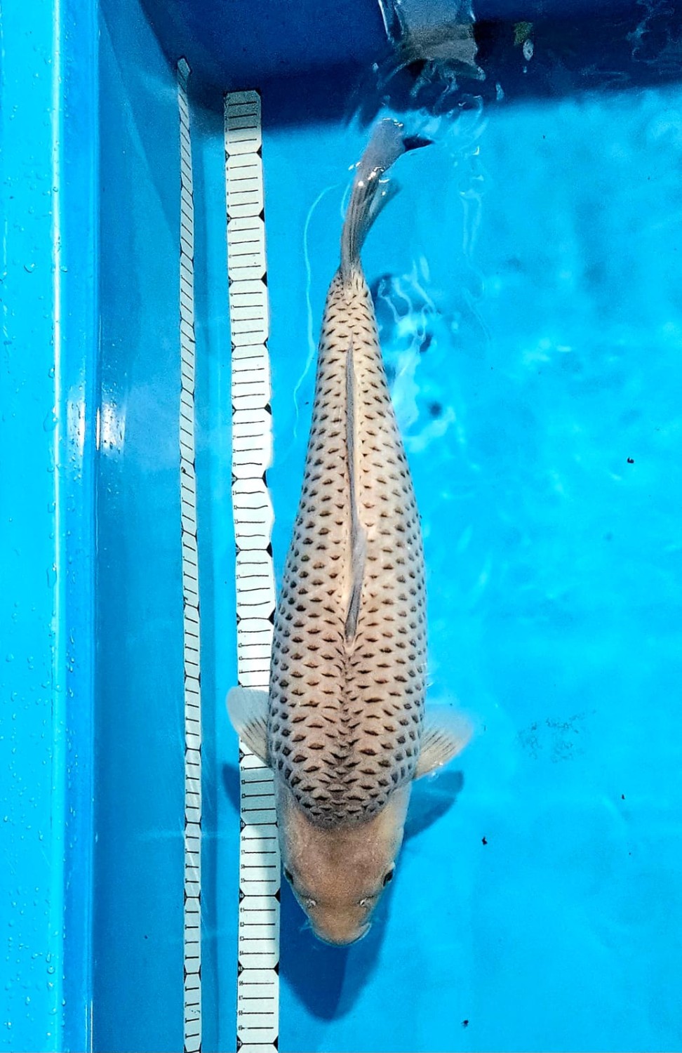 E. Kamboja Prize 46 - 50 cm