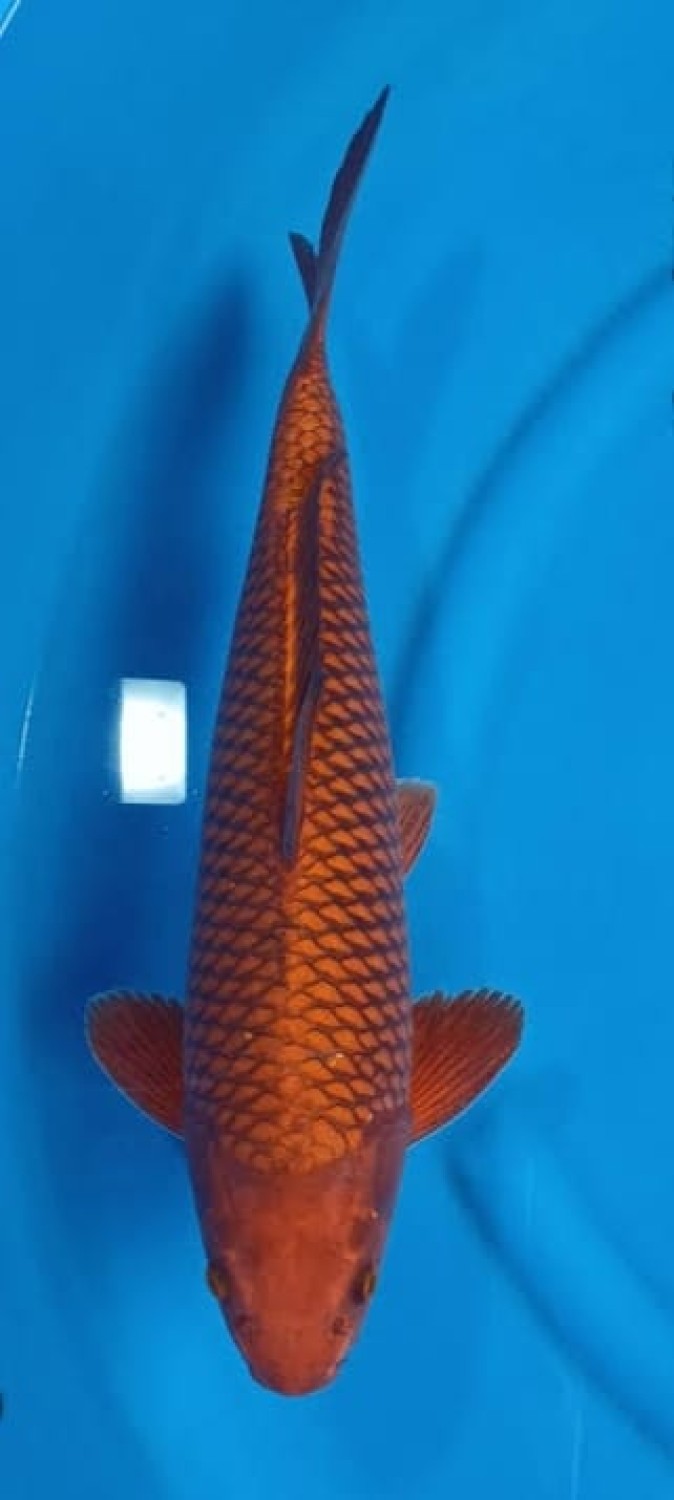 Juara 3