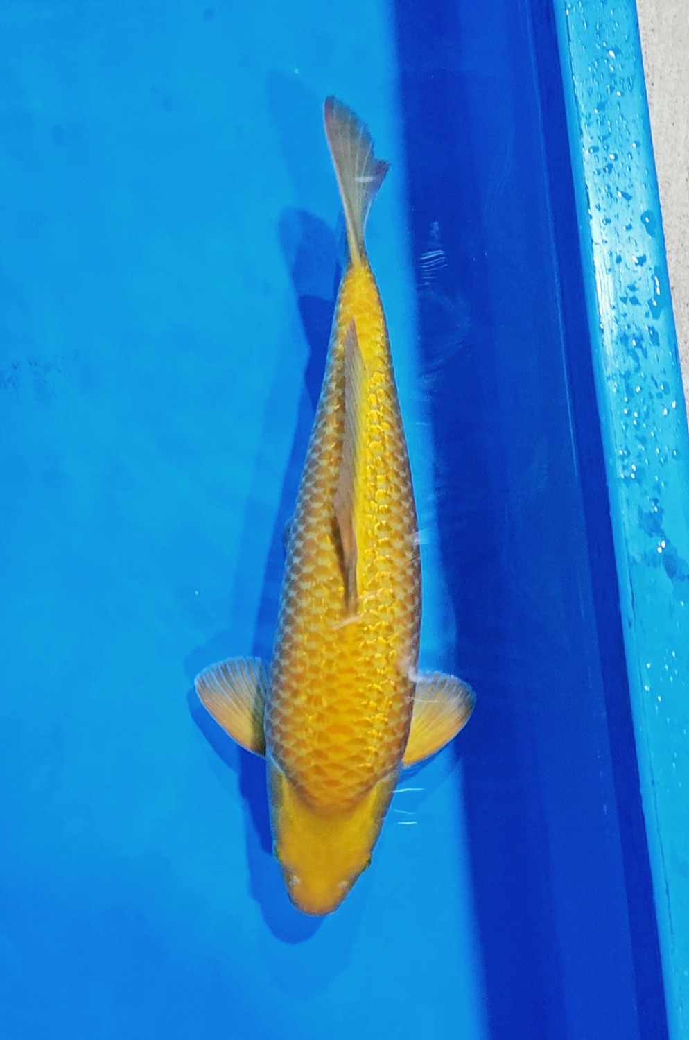 E. Kamboja Prize 41 - 45 cm