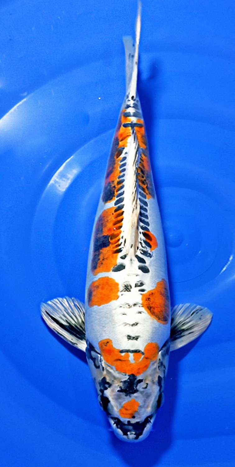Juara 1