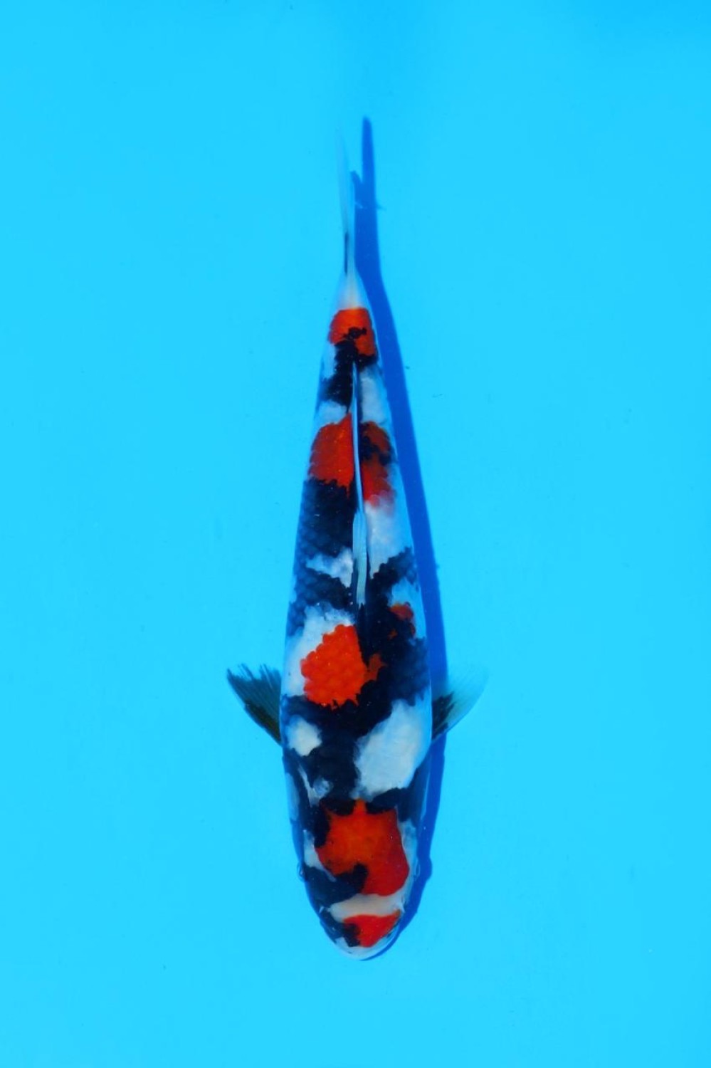 Juara 4