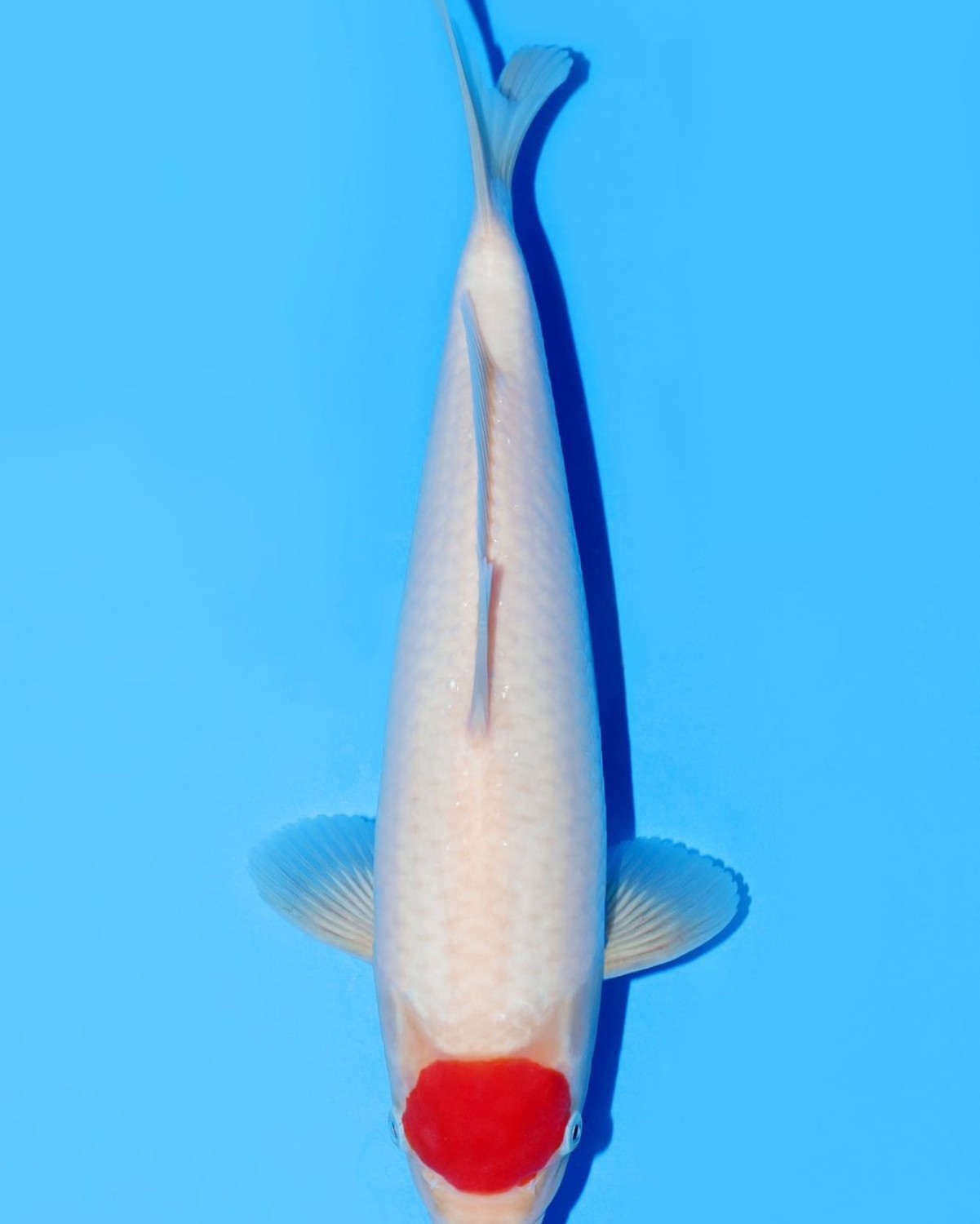 Juara 1