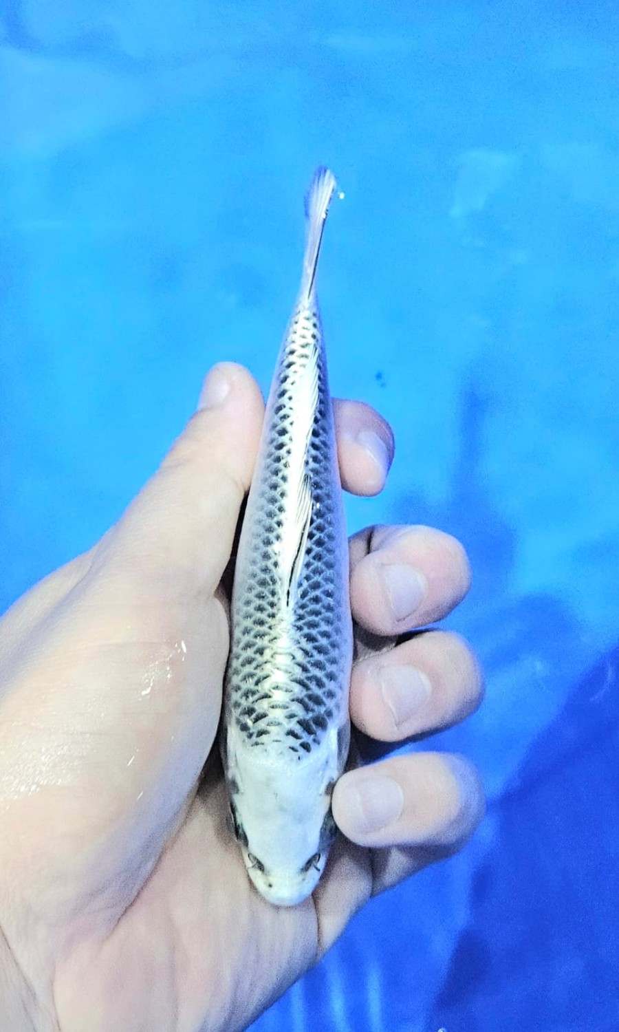 Juara 3