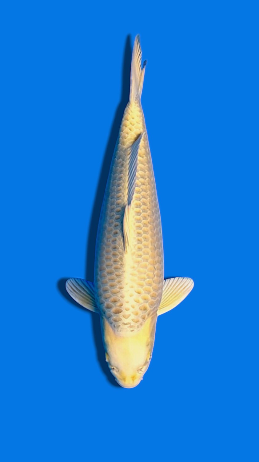 Juara 1