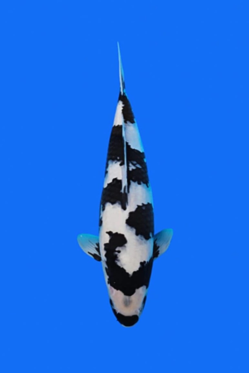Juara 1