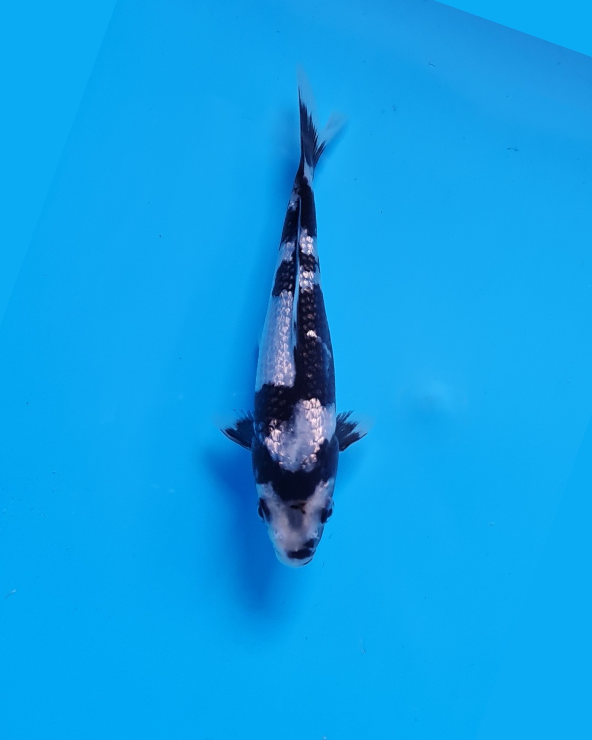 Best In Size C 13 - 15 cm