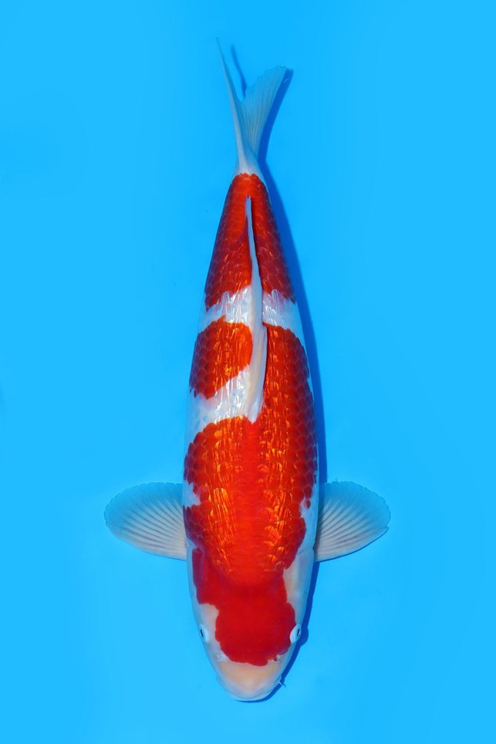 Best In Size B 56 - 60 cm