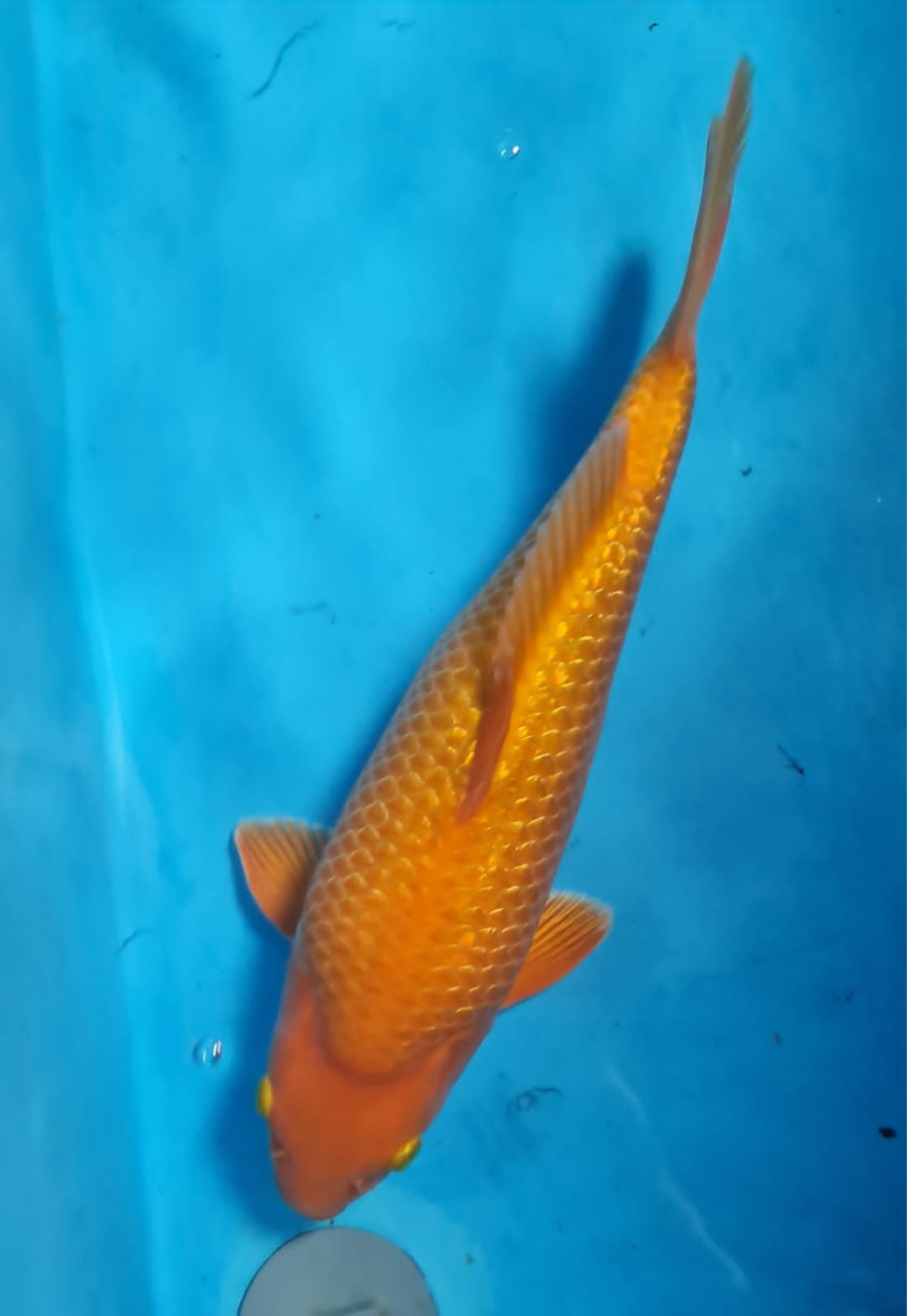 Juara 5