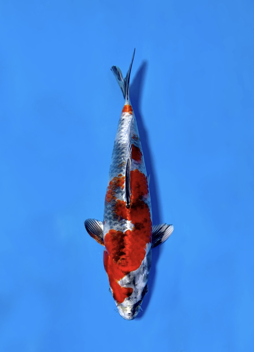 Juara 2
