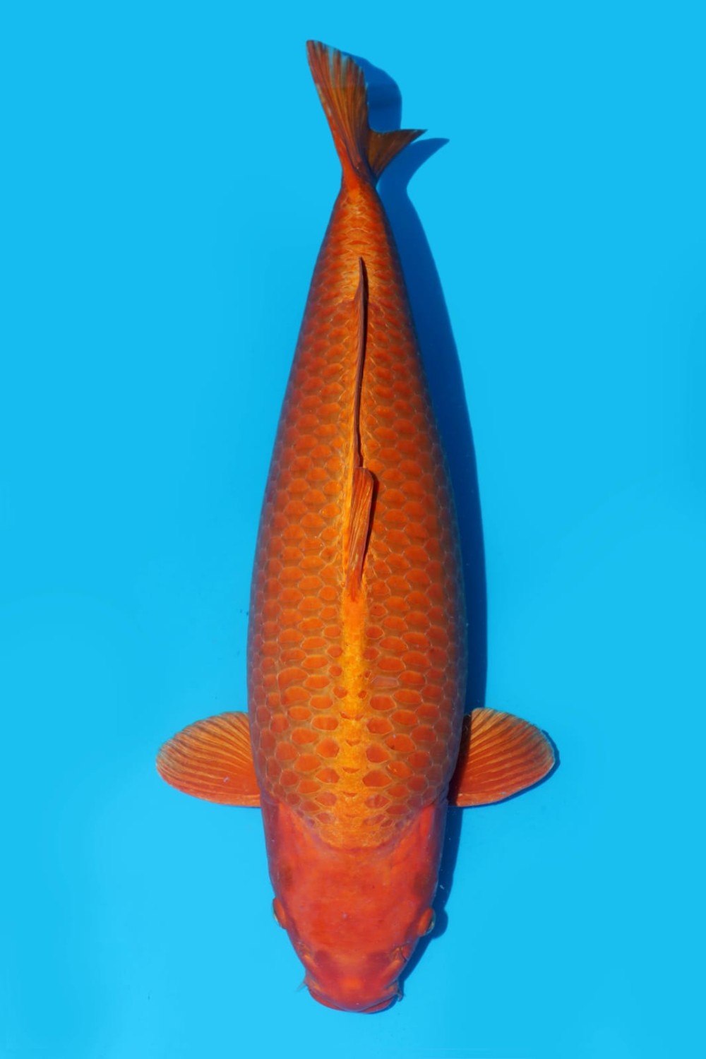 Juara 2