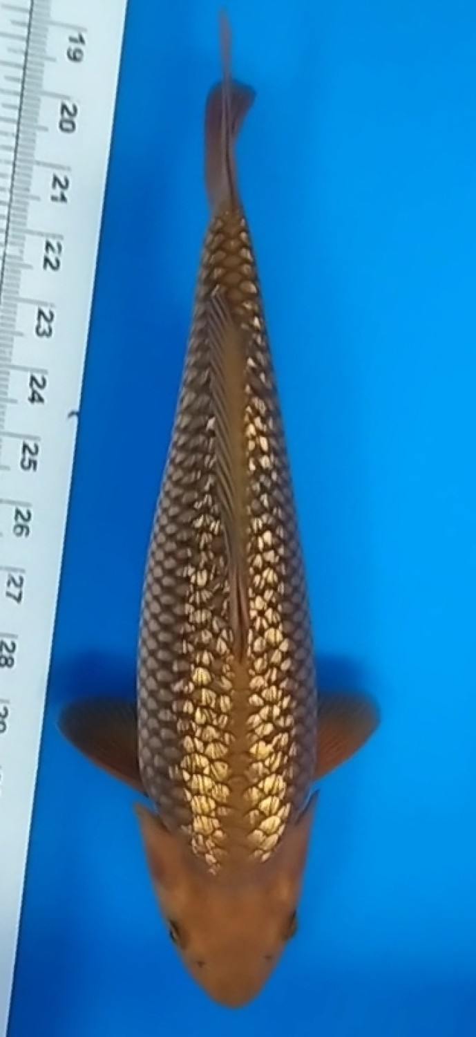 Juara 3