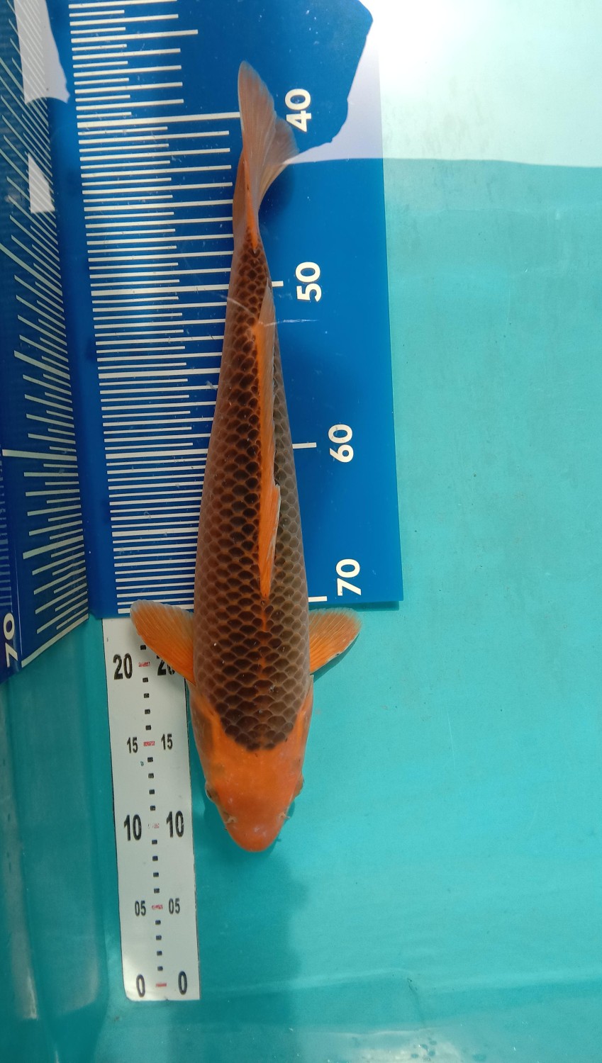 Juara 2
