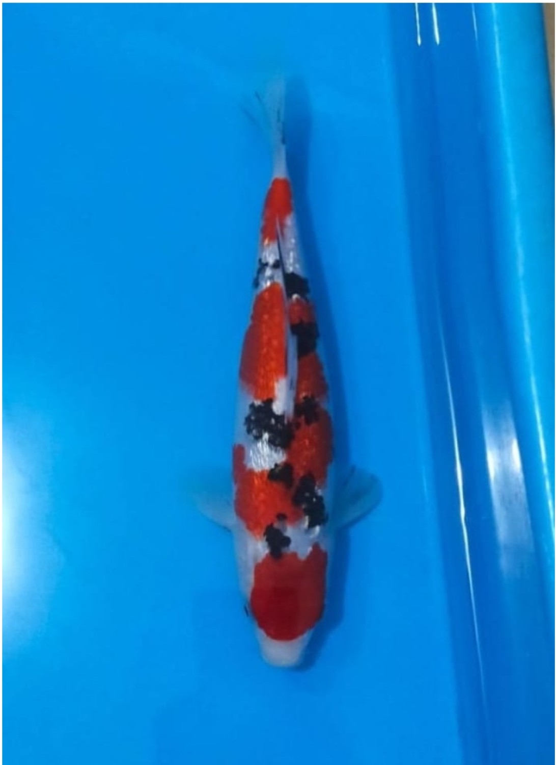 Juara 4