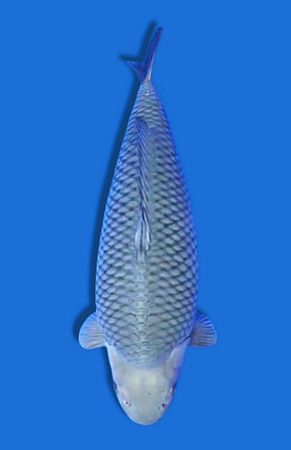 Juara 2