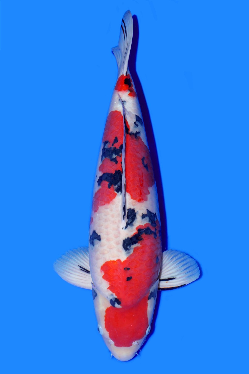Best In Size A 56 - 60 cm