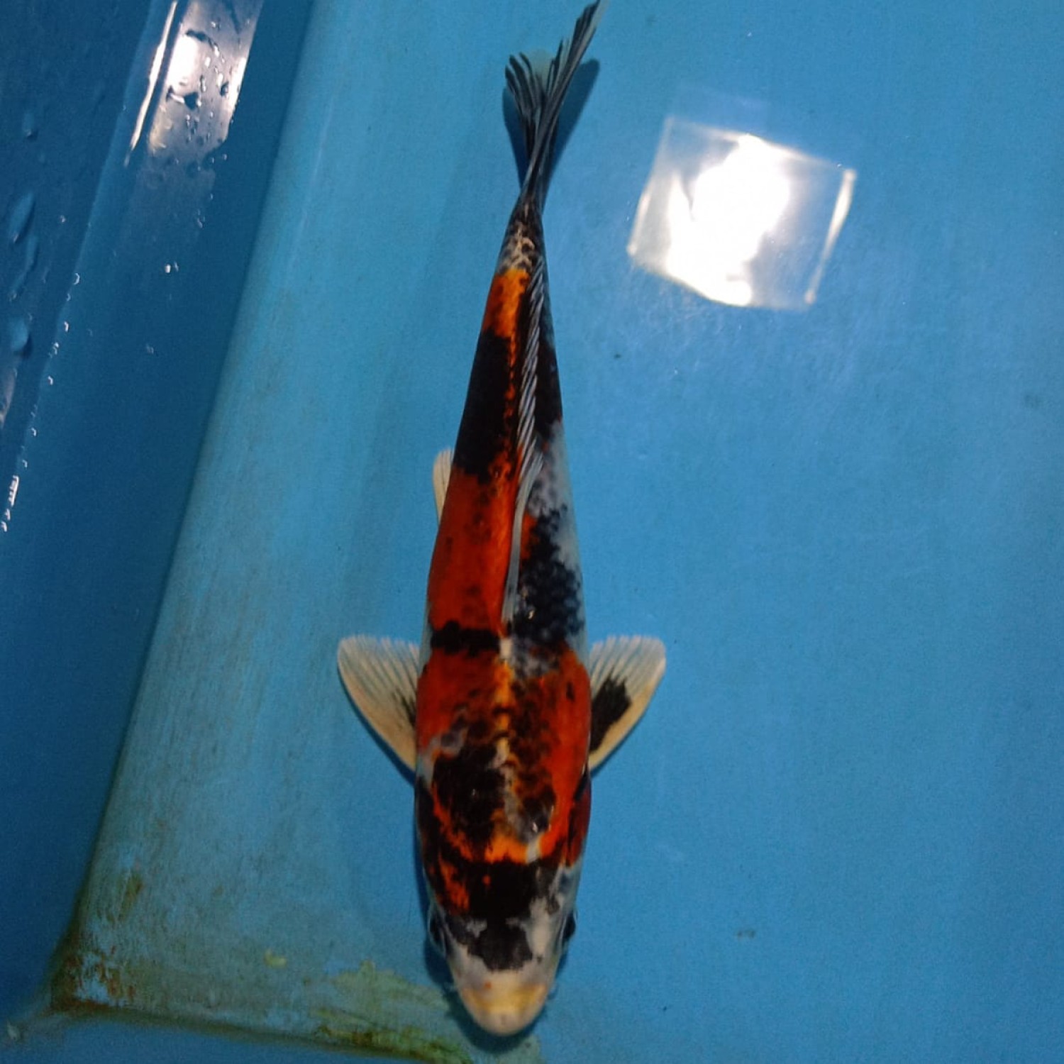 Juara 3