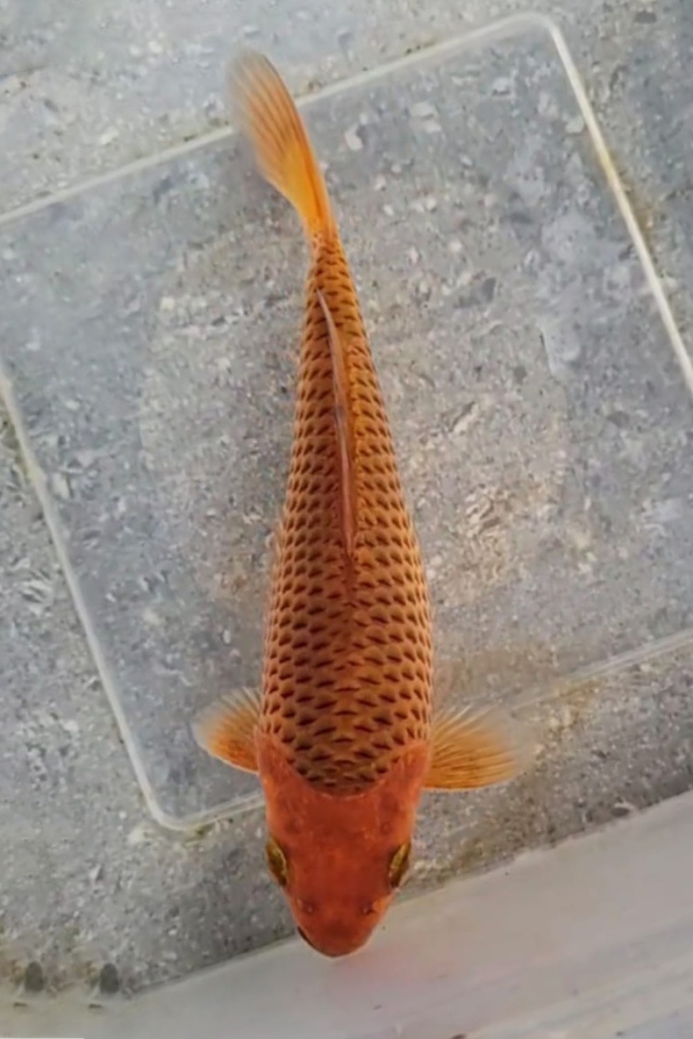 Juara 1