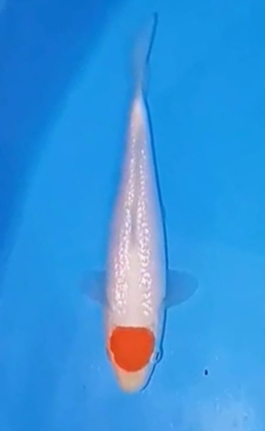 Juara 5