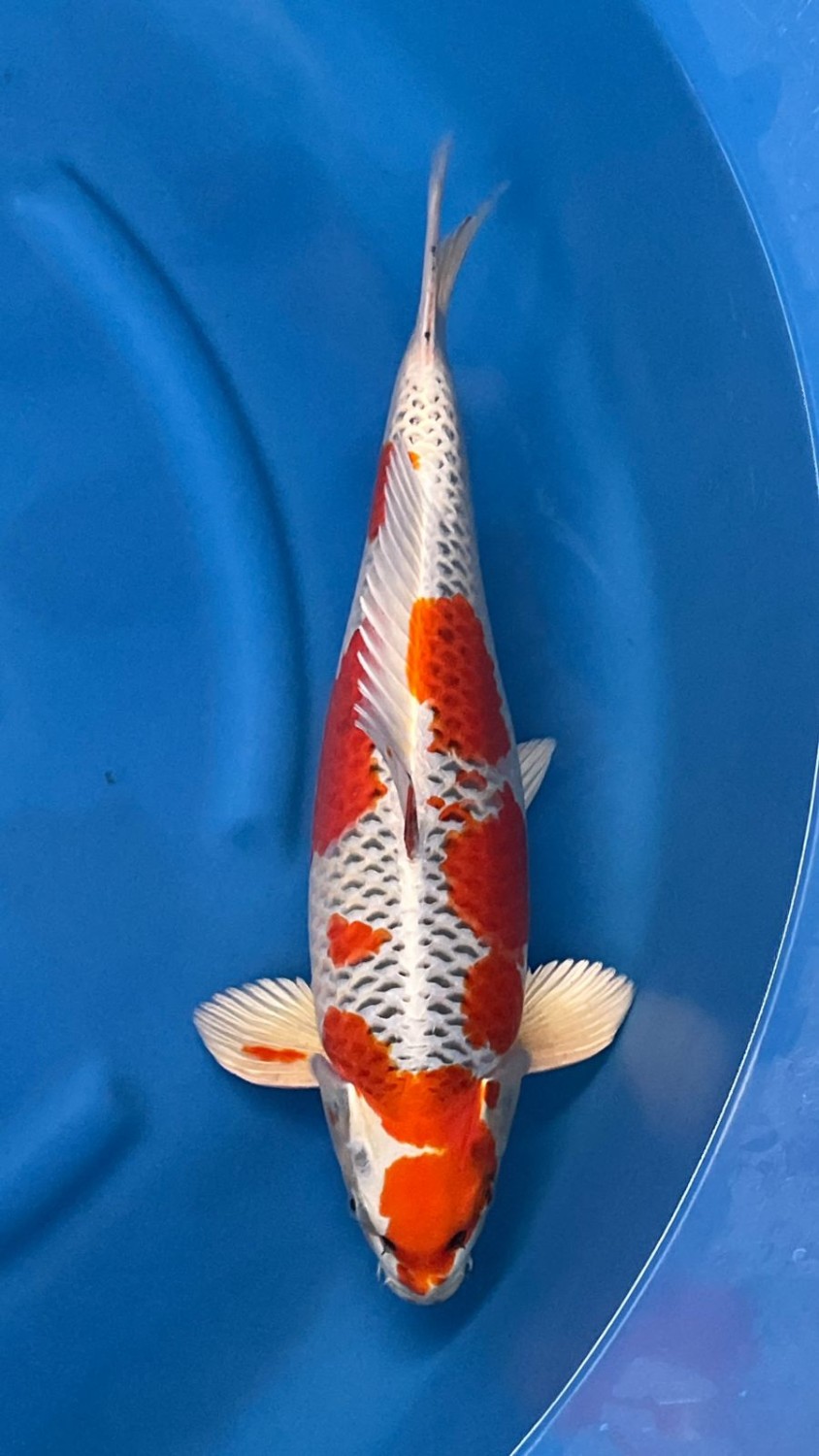 Juara 1