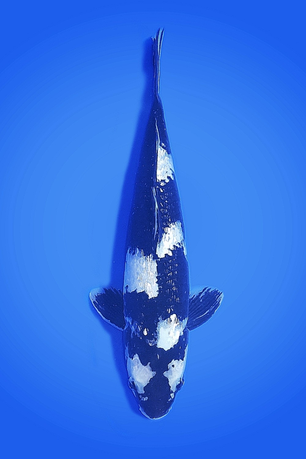 Juara 3
