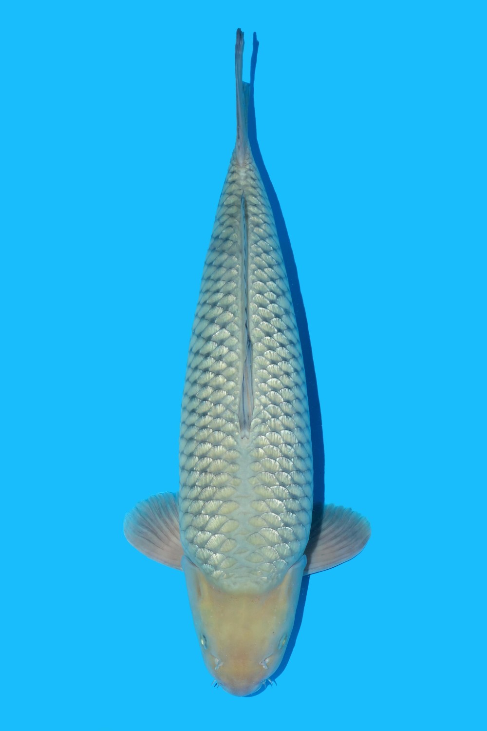 Juara 2