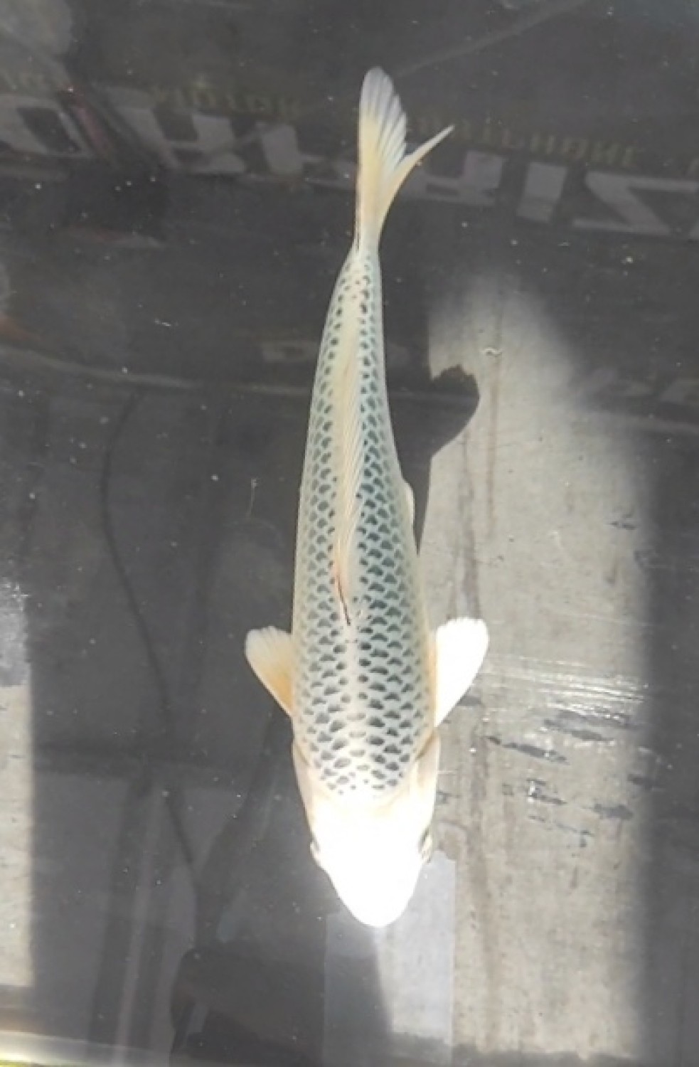 Juara 2