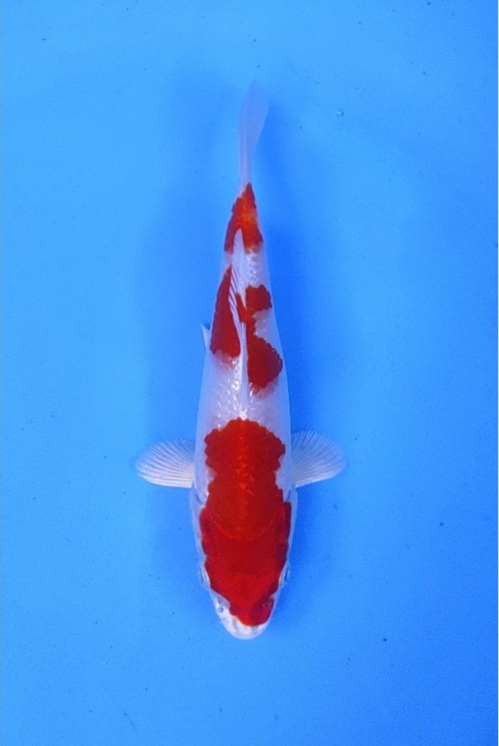 Juara 1