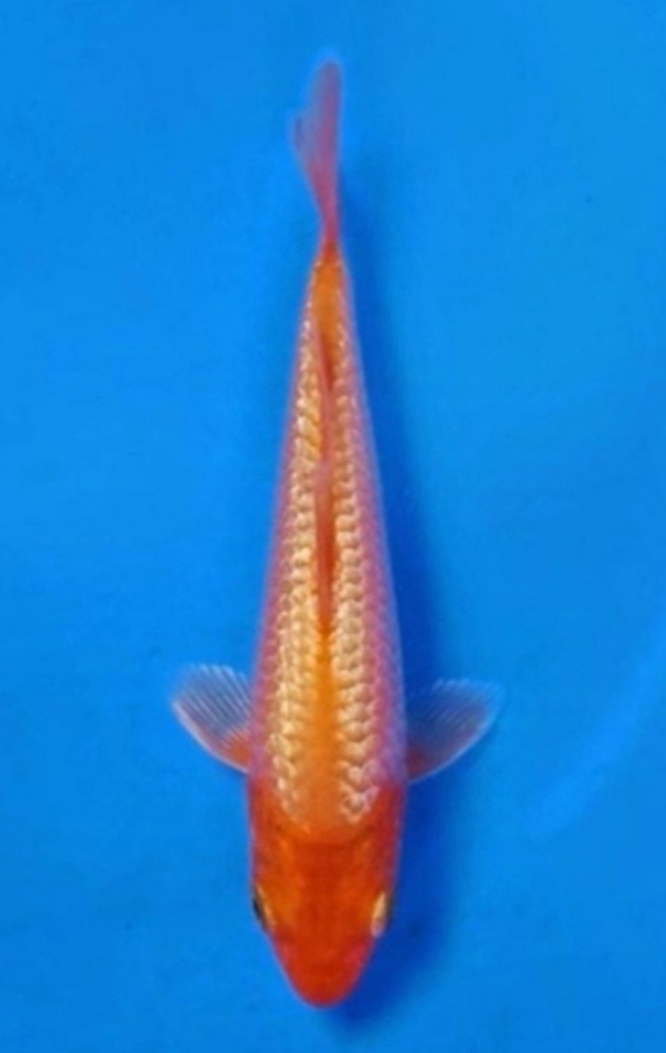 Juara 4